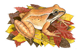 Discovery Exhibits Projects