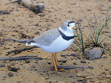 Detail of the shorebird diorama that includes nests, chicks and models of adult plovers and terns 