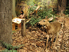 Discovery Exhibits: Saluda Shoals Enviromental Center