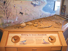 Visitors are challenged to find all of the nests, hatchlings and adult birds in the diorama.