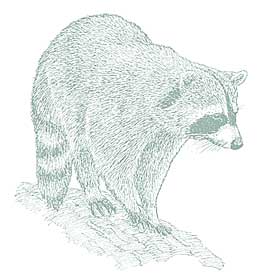 Discovery Exhibits: Saluda Shoals Enviromental Center